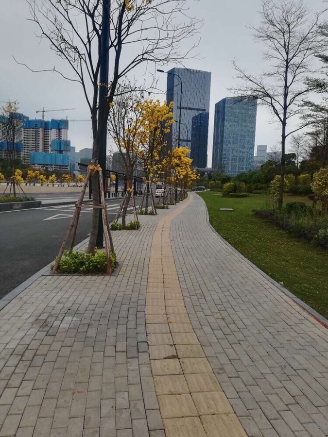 黄花风铃木（图5）