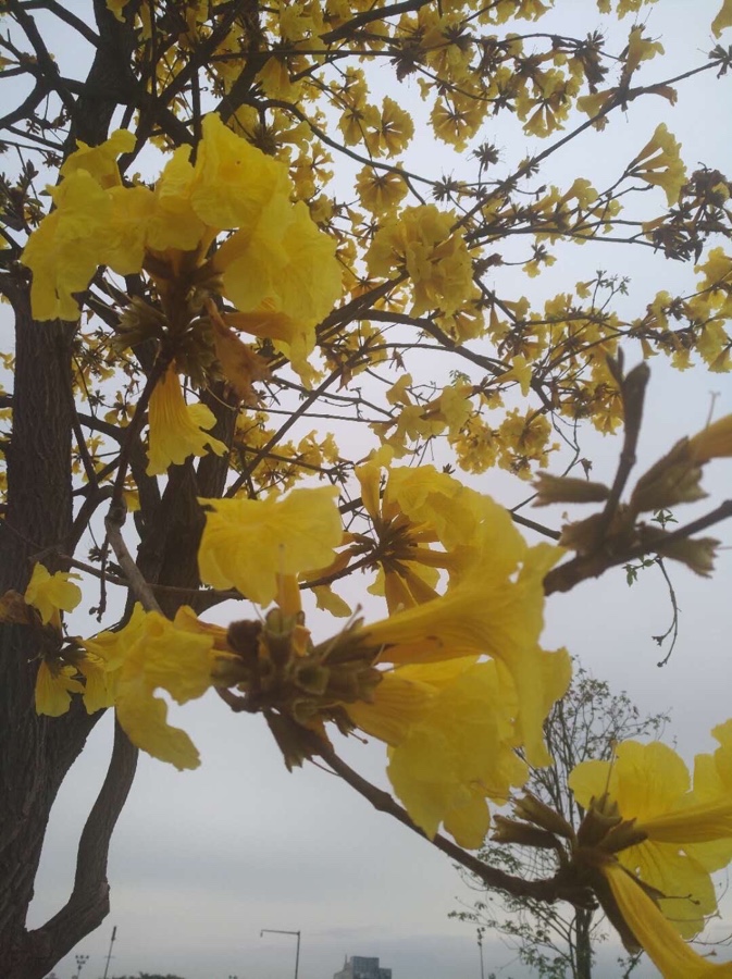 黄花风铃木（图6）