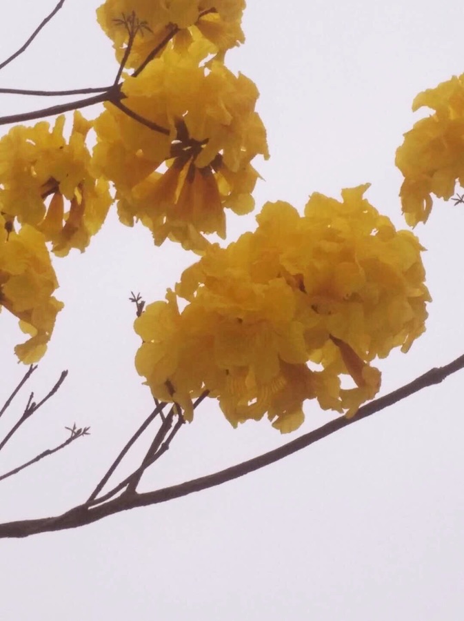 黄花风铃木（图8）