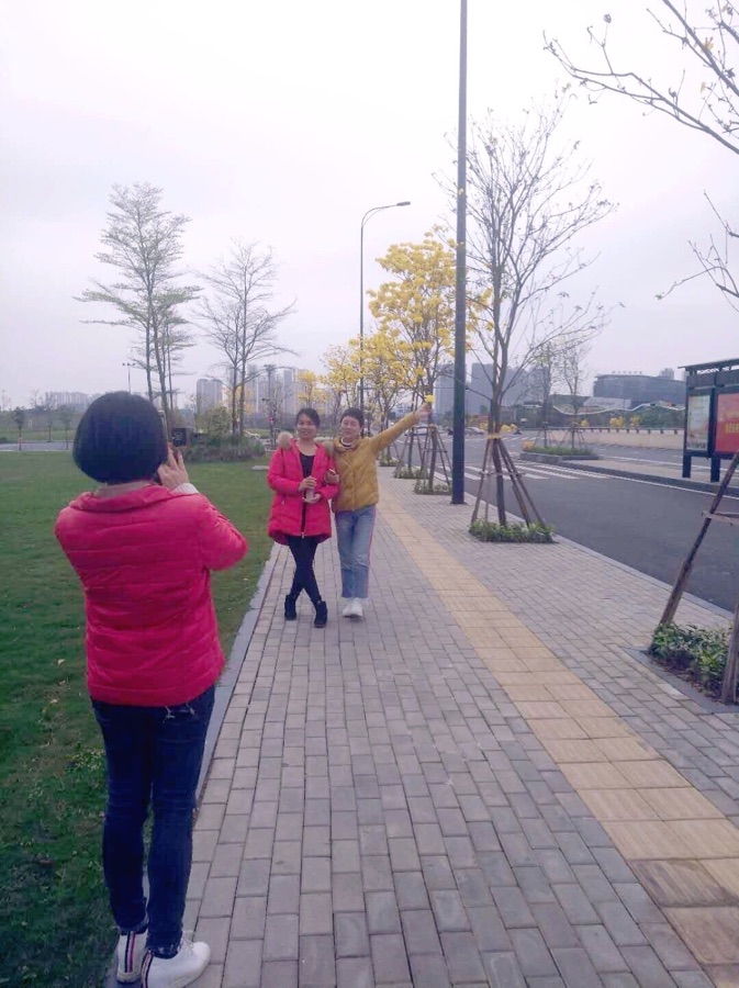黄花风铃木（图9）