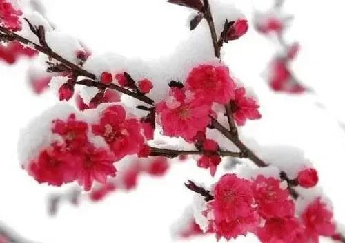 【新山东文学社】《排律.元旦抒怀（外二首）》作者/蓬池居士 主播/海豚（图4）