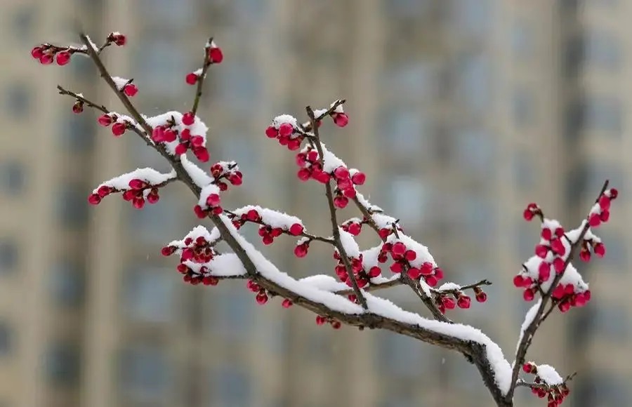 【新诗大观】白冬头上的红春蕾||文/邹水平