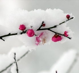 三人行诗刊2023年第一期—北京头条（图14）