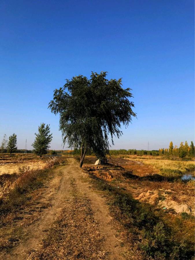 诗人林杨(黑龙江):骊歌响起（图7）
