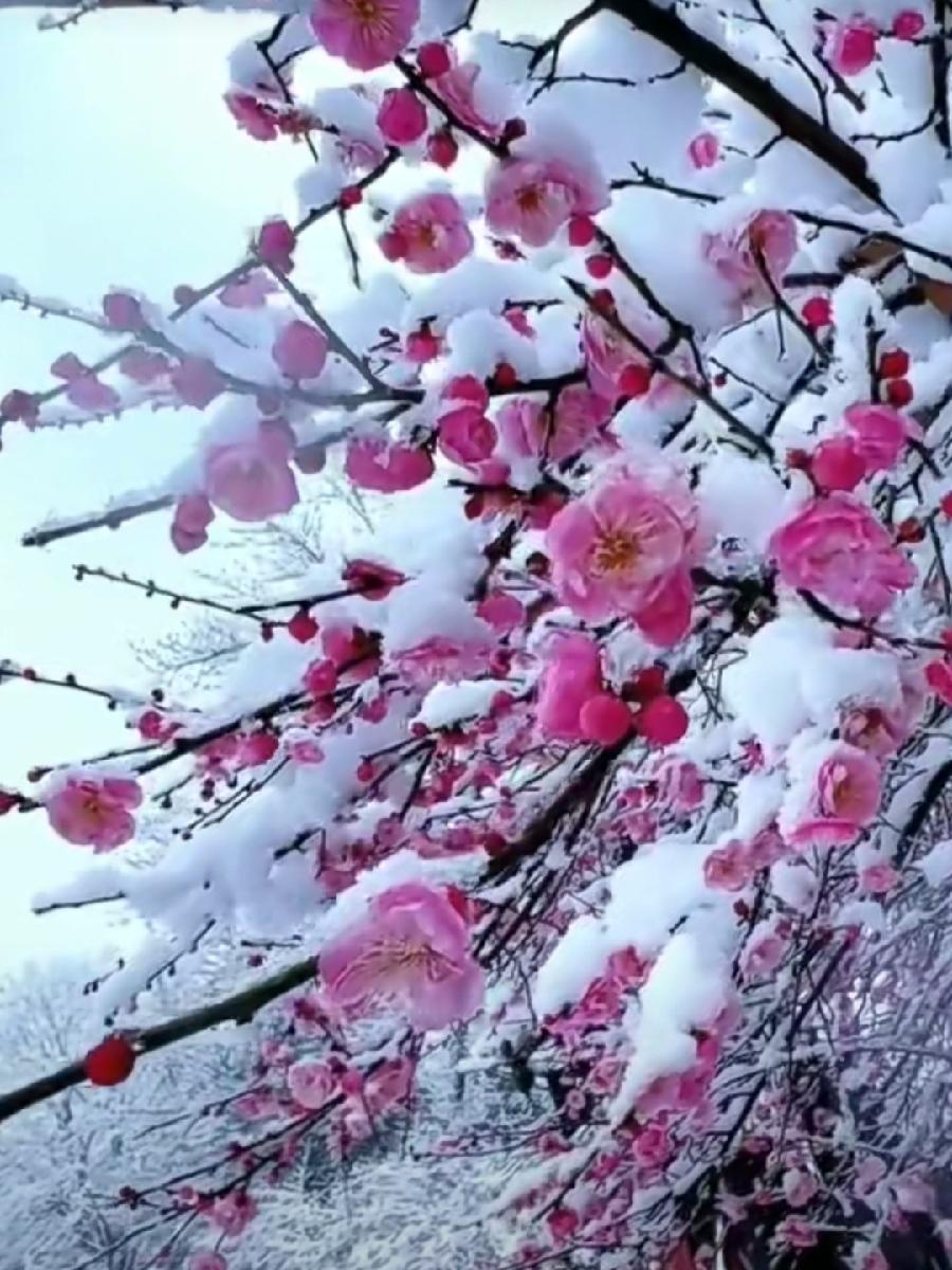 《人民书画家》《九江文学社:北京头条》著名艺术家沈志昂先生美篇精选(图7)
