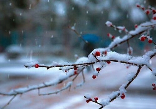 【新诗大观】盼雪||文/金义
