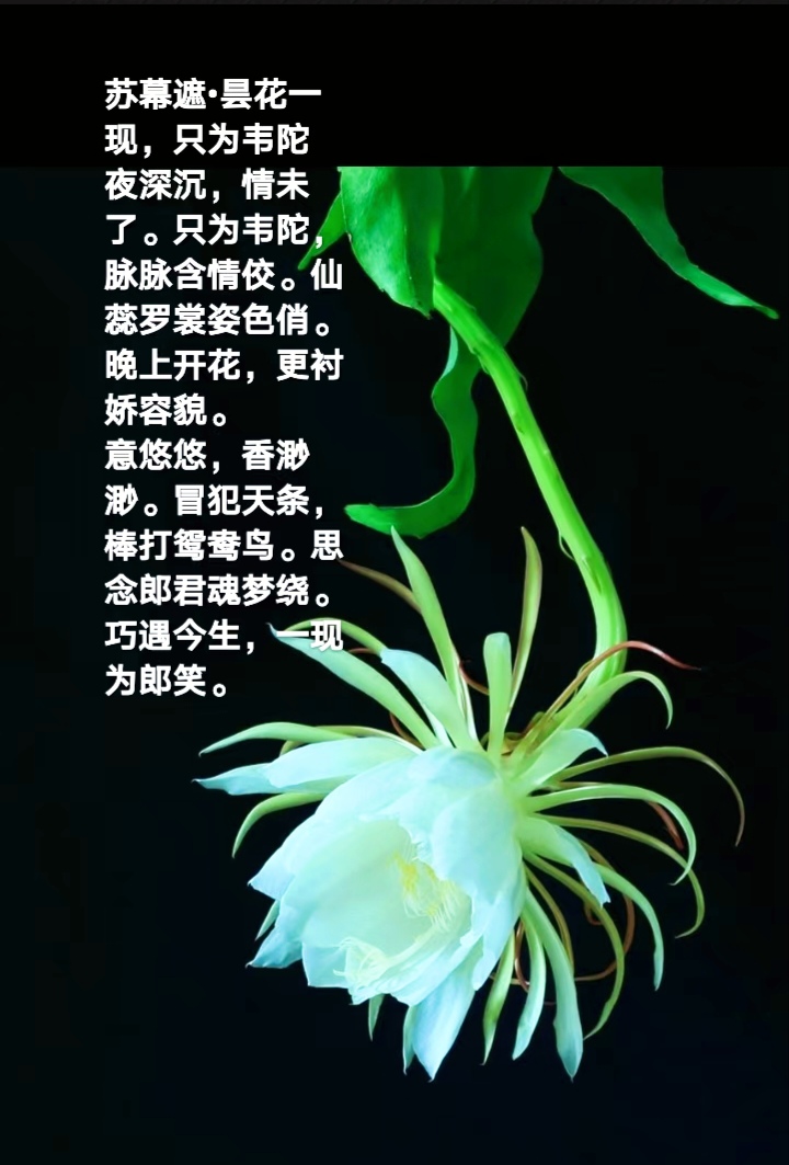 【都市头条向幸福出发编辑部】第1854期 曲素娥诗词 234