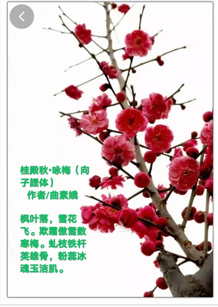 【都市头条向幸福出发编辑部】第1926期 曲素娥诗词303（图2）
