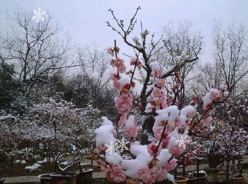 《朔风叙事》作者:王明雪(雪歌)主播:简单生活【桃源国际诗歌集团】用声音传递温暖以诵读致敬人生♬（图7）