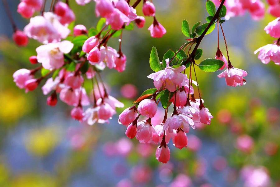 【九月茶韵文学诗社】特刊《西花厅海棠花的呼唤》作者 朗诵 编辑制作刘林丽（图4）