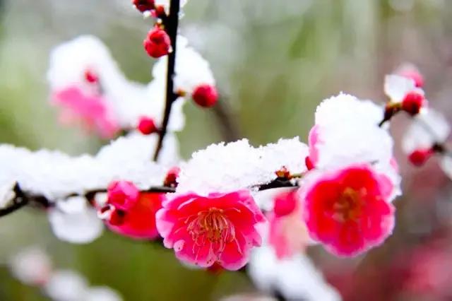辉叔(许日辉):七绝《写入东风第一春》十二首(咏梅第五组)（图4）