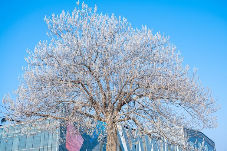 【都市头条向幸福出发编辑部】第2244期 苏幕遮 王新华（图3）
