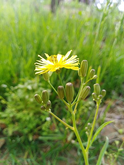 苦菜花儿开又谢———怀念仁青吉姐姐 文/赵正霞（青海）京津沪头条（图2）