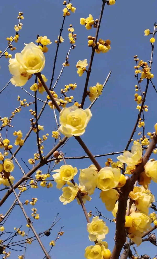 原创/雪山飞狐:捣练子·咏腊梅（冯延巳体）(外一首)（图4）