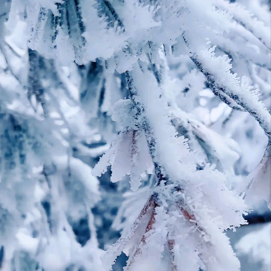初雪 诗歌//刘爱粉 石家庄头条