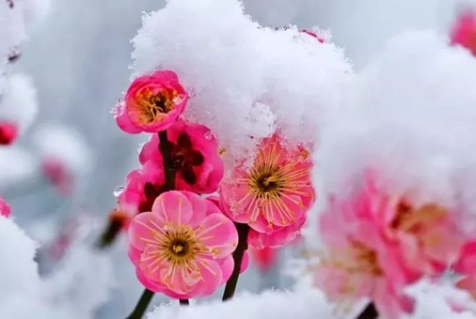 浙江朱守平:[越调·唐多令] 江南冬韵四首(原创首发)（图5）