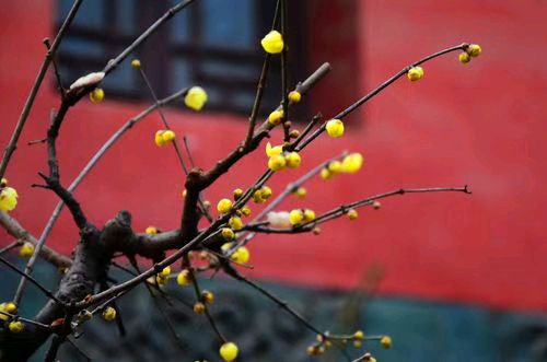雪山飞狐:相见欢·腊梅黄（杨无咎体）（图10）