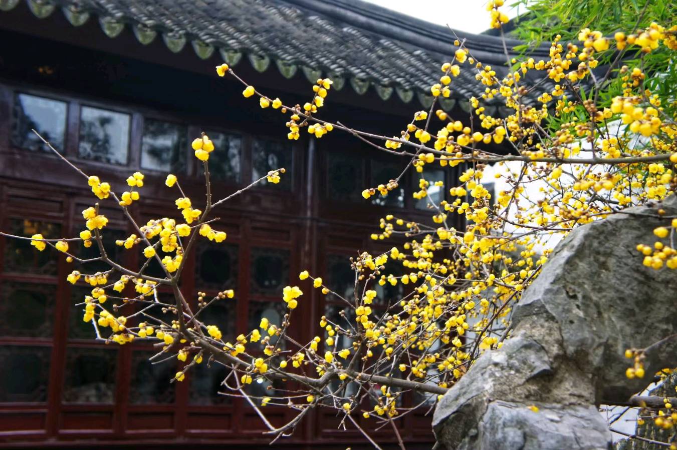 雪山飞狐:相见欢·腊梅黄（杨无咎体）（图14）