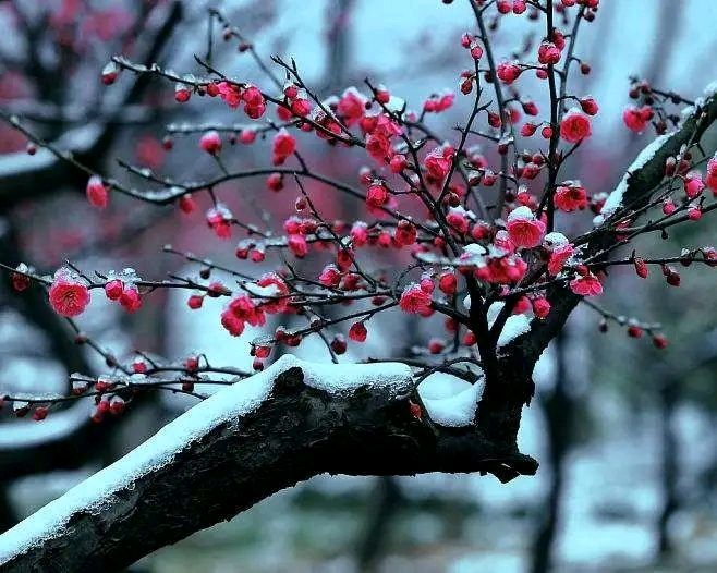 七绝：三九消寒吟（三首）（图2）