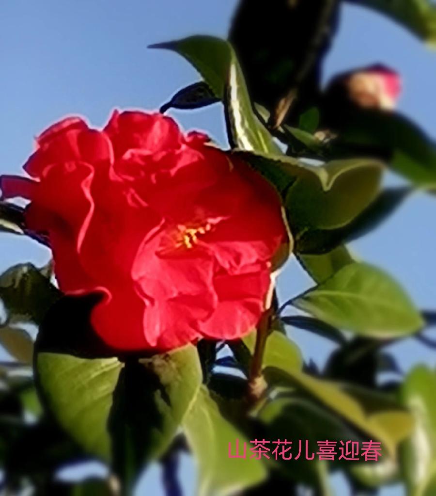《九江文学社：北京头条》《名家专刊》李小燕老师诗作欣赏（图7）