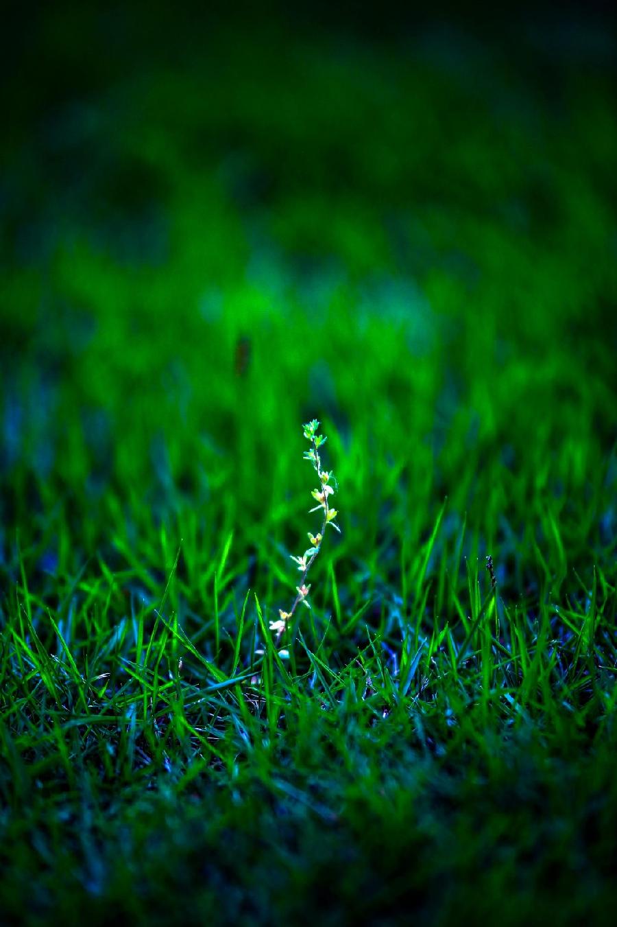 经典诗文 ‖【小草】作者/蓝波 朗诵/弘华（图7）