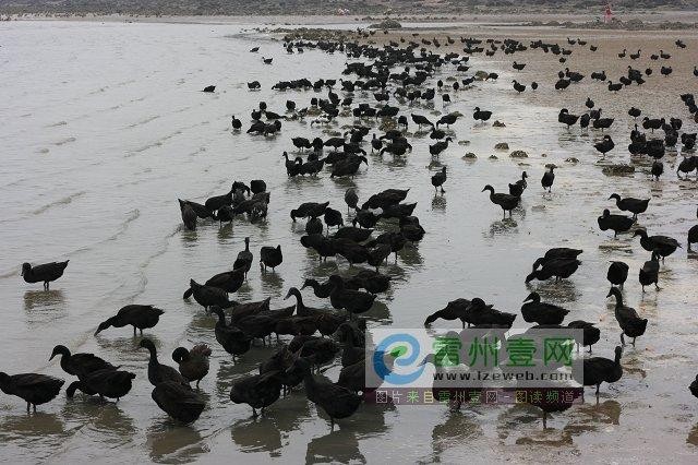 【新春佳节】“农民诗人”曹南强//中呂•普天乐｛新春系列作品展十二首｝（图6）