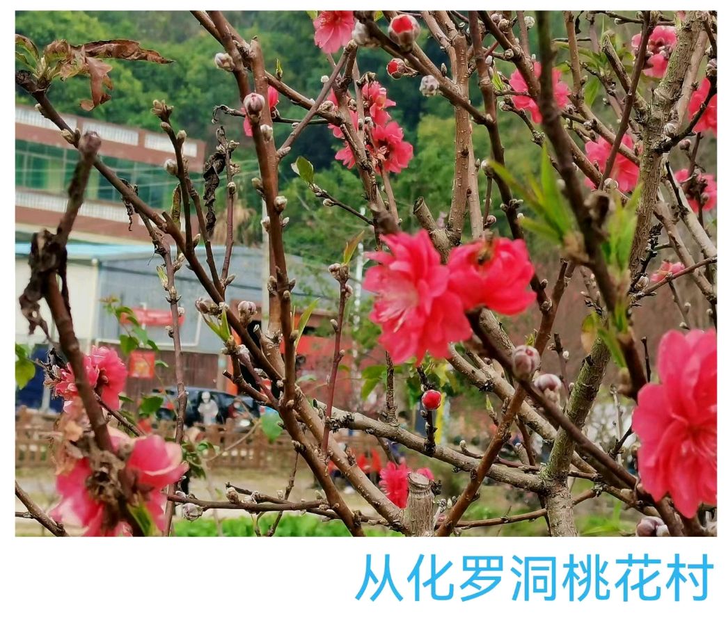 作者:黎润贤(广州尼言)《癸卯正月从化游》3219期【新京都文艺】(图6)