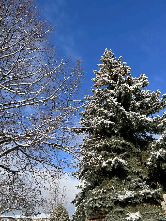 小雪花有大潜力