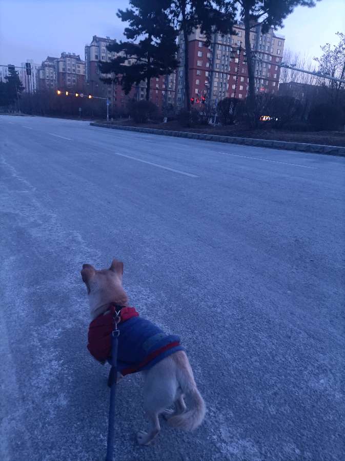 遛犬之乐（图2）