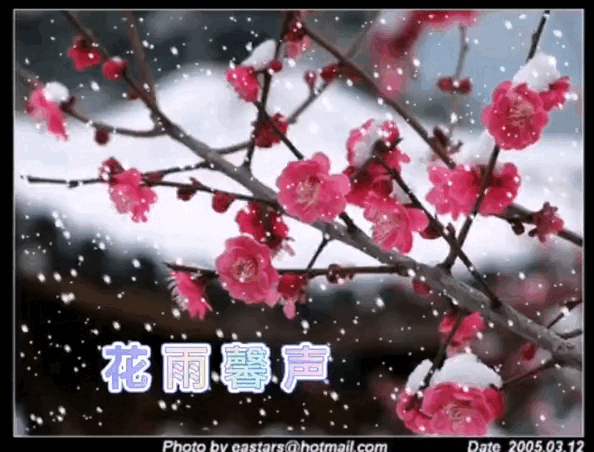《七律.元宵吟二首》外一首作者/长春 诵读/冬日艳阳 编辑/五指山雨杉【花雨馨声】【第203期】