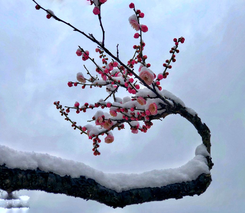 《七律.观雪中梅有感》作者/陋室居士诵读/金南编辑/雨杉【花雨馨声】【第196期】（图3）