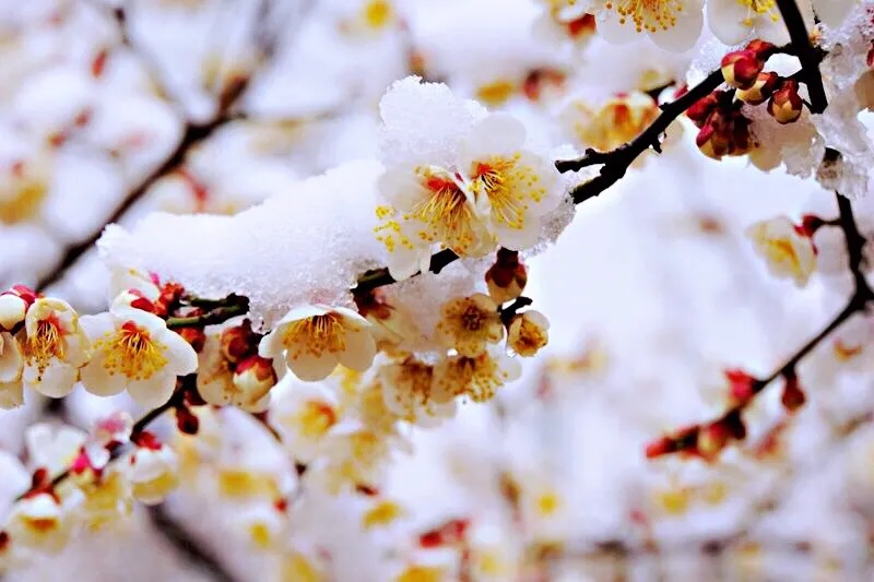 贺新春之三十四:许彦华“梅雪争春”诗词选萃‖巴彦诗协诗词联卷【336】(图4)