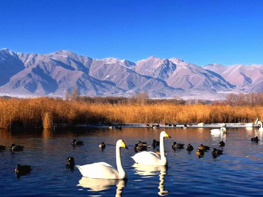 天鹅湖 文/山水田园 诵/素心如雪(图6)