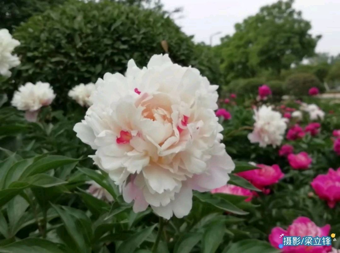 春近雁回人却去 原作/梁立锋（图5）