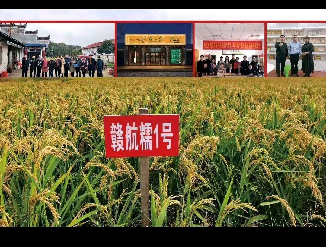 「二塘米酒，飞蝶VR太空一粒米」承载红船中国精神（图16）