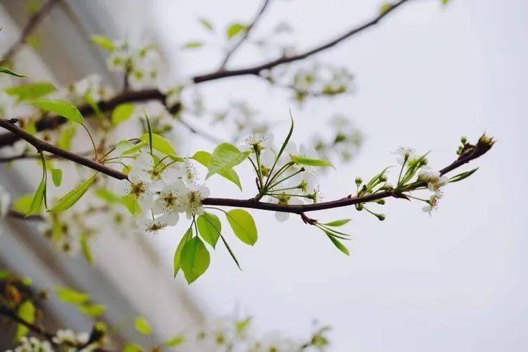 立春 ∥ 李炫征（图2）