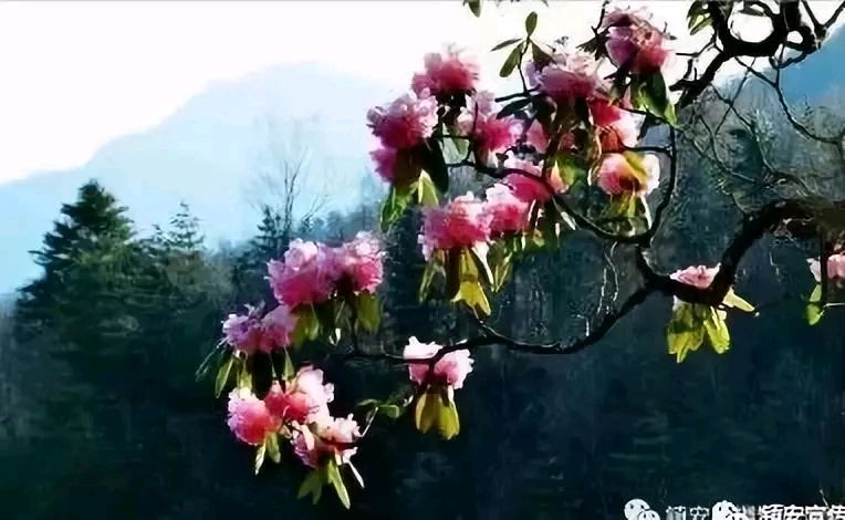 杜鹃花赋