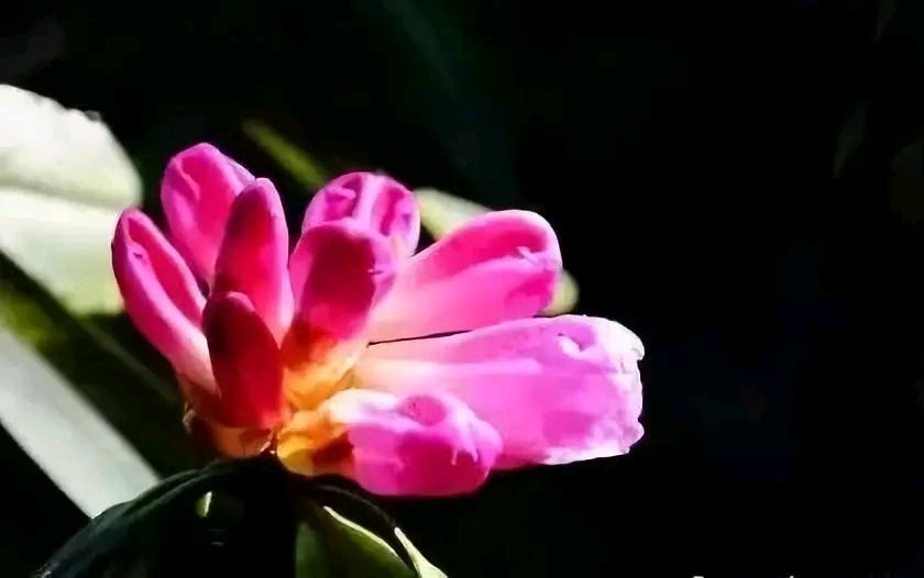 杜鹃花赋(图5)