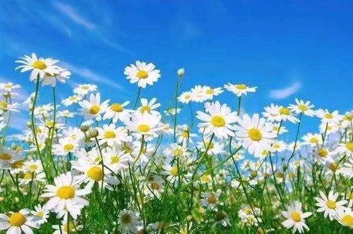 《在到来的春天把心放飞》作者/一滴春雨李土军 主播/馨园小主编辑/胡琴(图9)