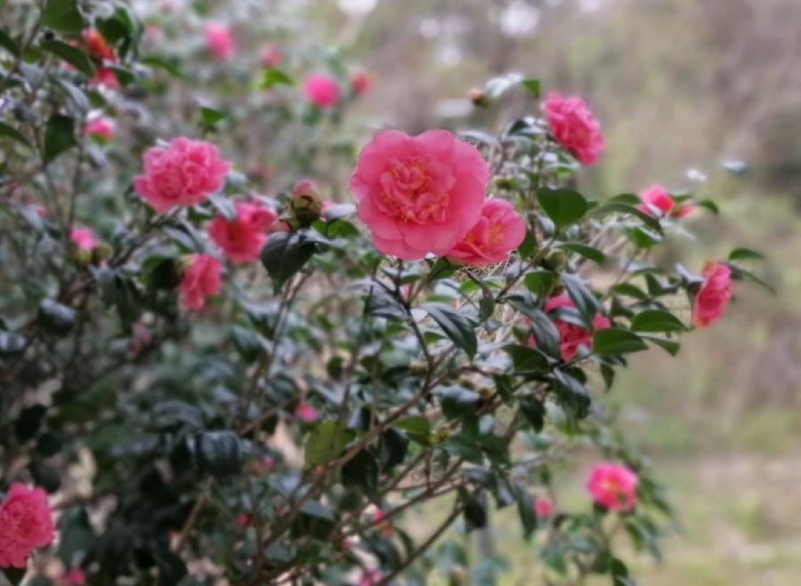 山茶花赞（四首）文／江冲
