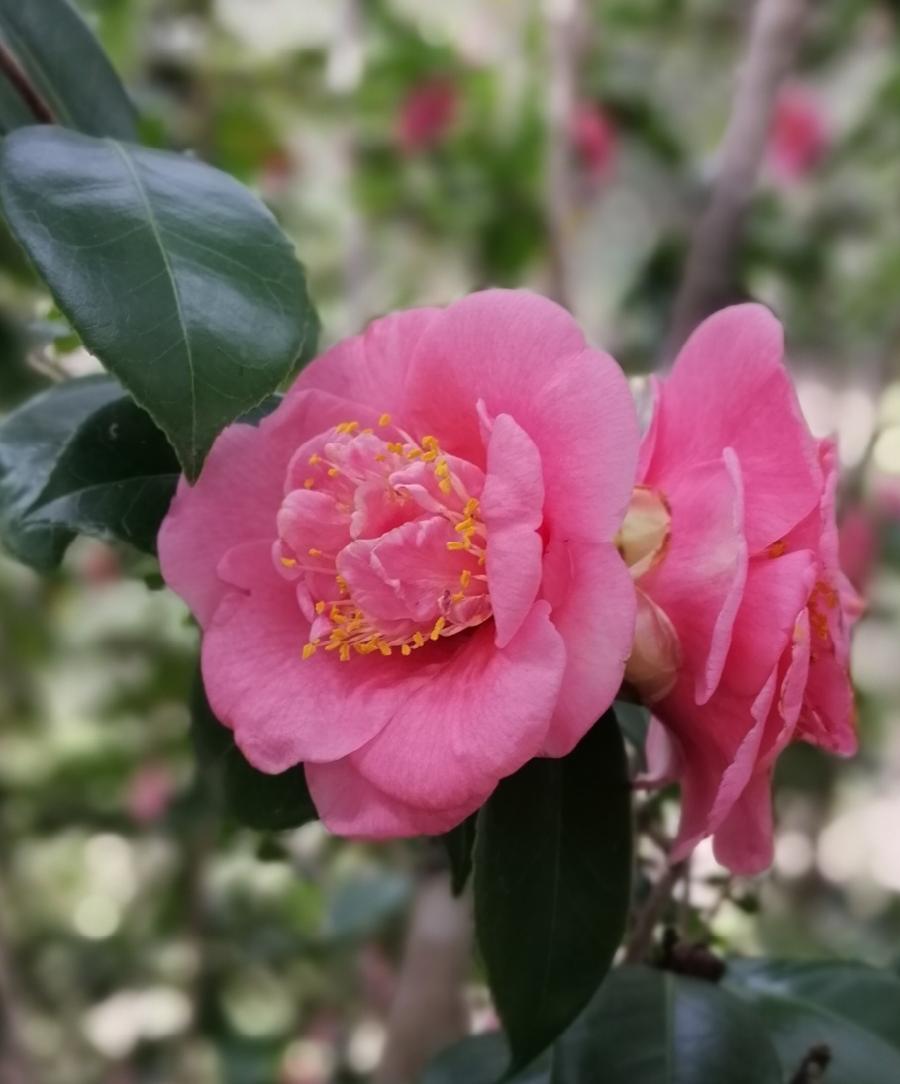 山茶花赞（四首）文／江冲（图3）