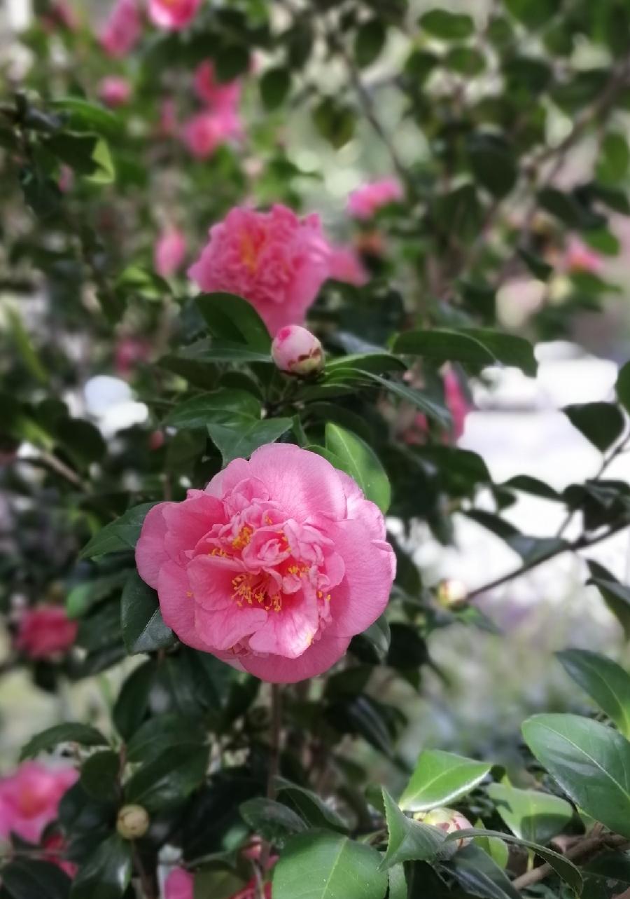 山茶花赞（四首）文／江冲（图7）