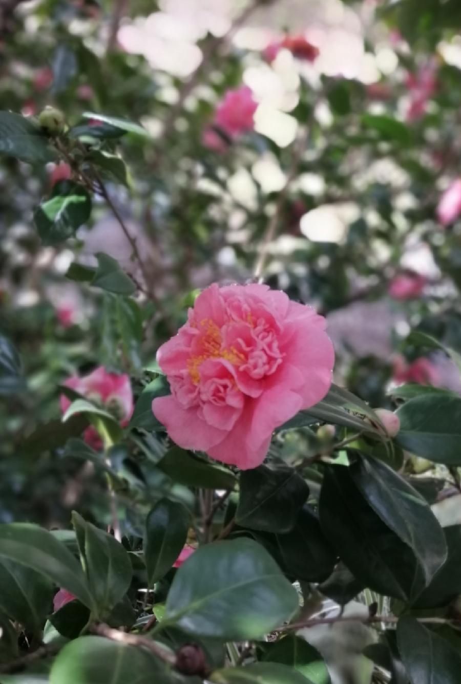 山茶花赞（四首）文／江冲（图6）