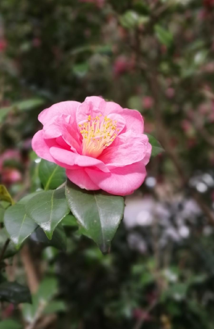 山茶花赞（四首）文／江冲（图11）