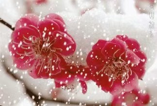 杜梅/吟梅雪《云山文化传媒》(图2)