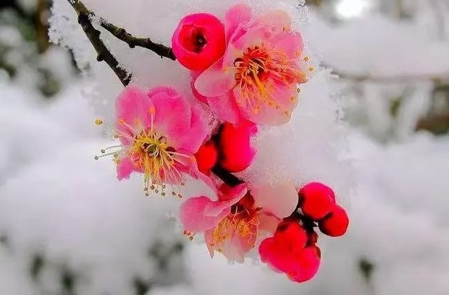 杜梅/吟梅雪《云山文化传媒》