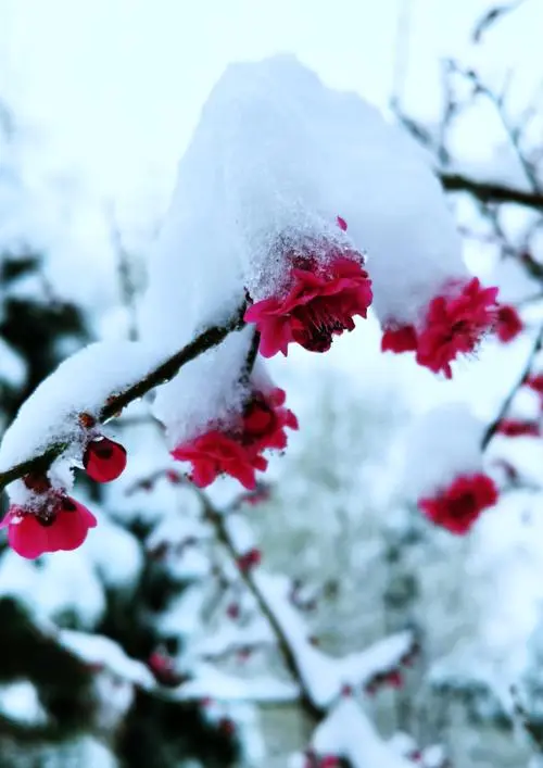 杜梅/吟梅雪《云山文化传媒》(图5)