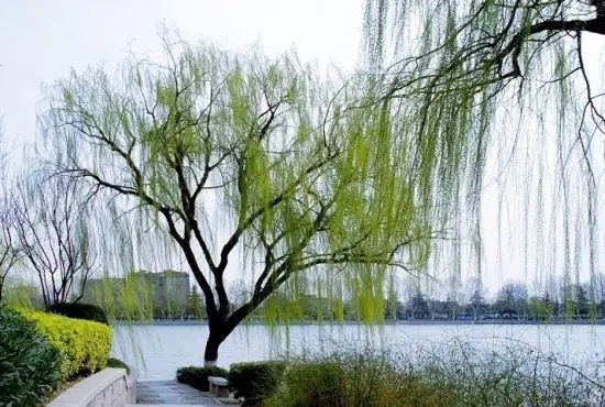 【新诗大观】沿河看柳（散文）||文/杜海军（图2）