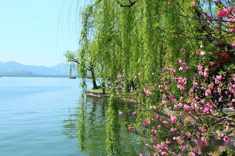 【新诗大观】沿河看柳（散文）||文/杜海军（图6）