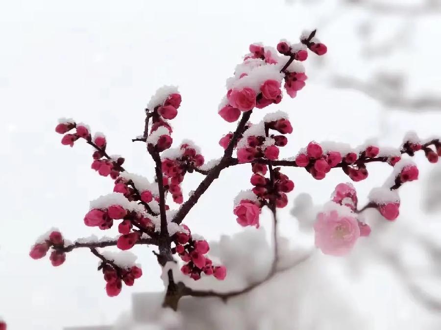 【新诗大观】在春天里,等一场雪落||文/仙鹤浪人(图2)